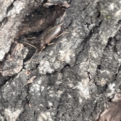 Elateridae sp. (family) at Forde, ACT - 27 Jan 2023