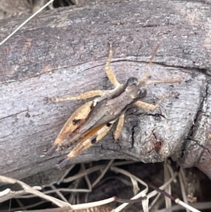 Phaulacridium vittatum at Forde, ACT - 27 Jan 2023 10:52 AM