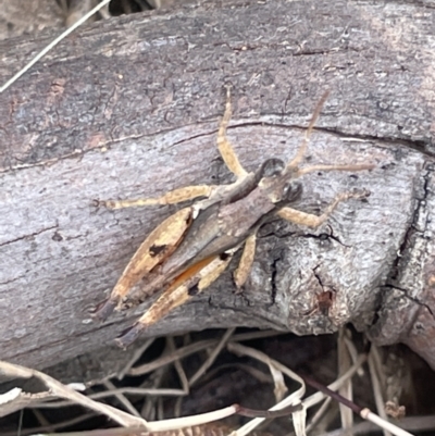 Phaulacridium vittatum (Wingless Grasshopper) at Forde, ACT - 26 Jan 2023 by Hejor1