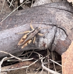 Phaulacridium vittatum at Forde, ACT - 27 Jan 2023 10:52 AM