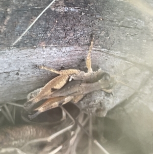 Phaulacridium vittatum at Forde, ACT - 27 Jan 2023 10:52 AM