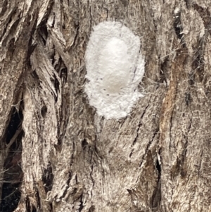 Eurybrachidae (family) at Forde, ACT - 27 Jan 2023 10:58 AM