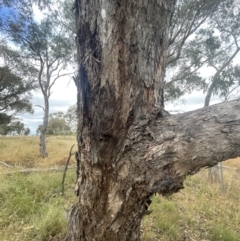 Eurybrachidae (family) at Forde, ACT - 27 Jan 2023 10:58 AM