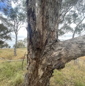 Eurybrachidae (family) at Forde, ACT - 27 Jan 2023