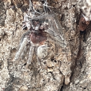 Sparassidae sp. (family) at Forde, ACT - 27 Jan 2023