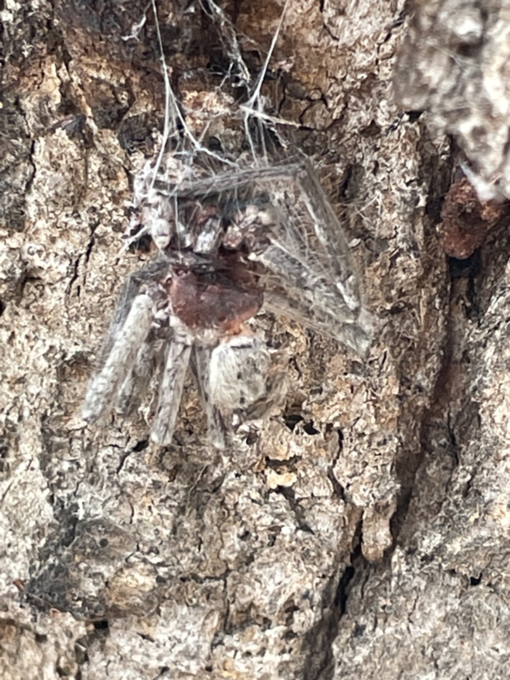 Sparassidae sp. (family) at Forde, ACT - 27 Jan 2023