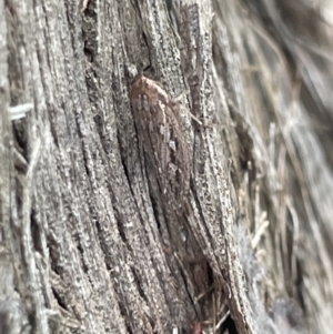 Cicadellidae (family) at Forde, ACT - 27 Jan 2023