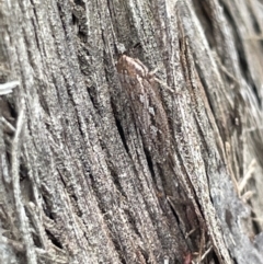 Putoniessa sp. (genus) at Forde, ACT - 27 Jan 2023 11:12 AM