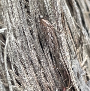 Putoniessa sp. (genus) at Forde, ACT - 27 Jan 2023 11:12 AM