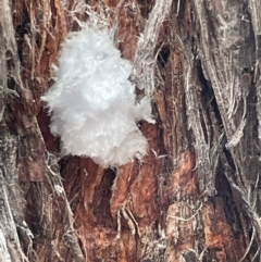 Unidentified at suppressed - 27 Jan 2023