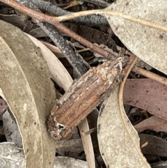 Clania lewinii & similar Casemoths (Parallel stick Case Moths) at Forde, ACT - 27 Jan 2023 by Hejor1