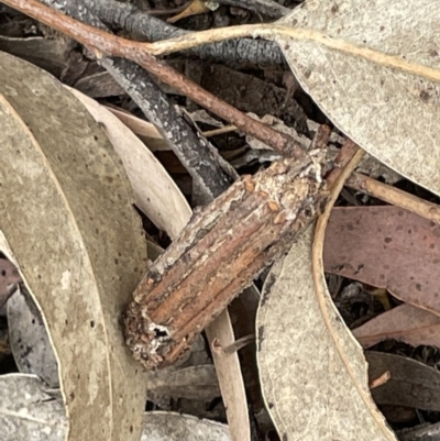 Clania lewinii & similar Casemoths (Parallel stick Case Moths) at Forde, ACT - 27 Jan 2023 by Hejor1