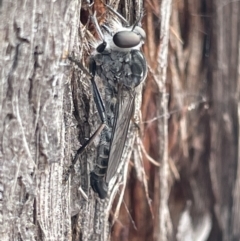 Cerdistus sp. (genus) (Yellow Slender Robber Fly) at Mulligans Flat - 27 Jan 2023 by Hejor1
