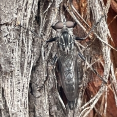 Cerdistus sp. (genus) at Forde, ACT - 27 Jan 2023 11:14 AM