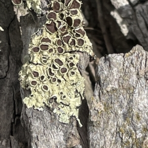 Parmeliaceae (family) at Forde, ACT - 27 Jan 2023