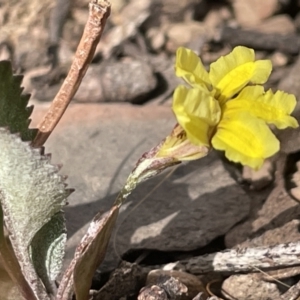 Goodenia hederacea at Forde, ACT - 27 Jan 2023