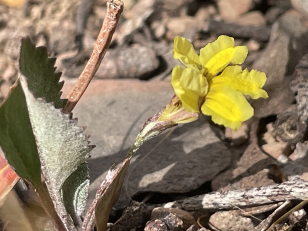 Goodenia hederacea at Forde, ACT - 27 Jan 2023