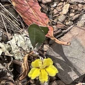 Goodenia hederacea at Forde, ACT - 27 Jan 2023