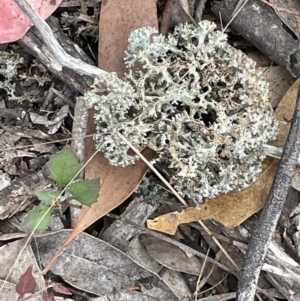 Cladia corallaizon at Forde, ACT - 27 Jan 2023 11:22 AM