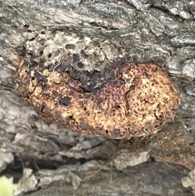 Hexagonia vesparia (Wasp Nest Polypore) at Forde, ACT - 27 Jan 2023 by Hejor1