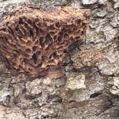 Hexagonia vesparia at Forde, ACT - 27 Jan 2023