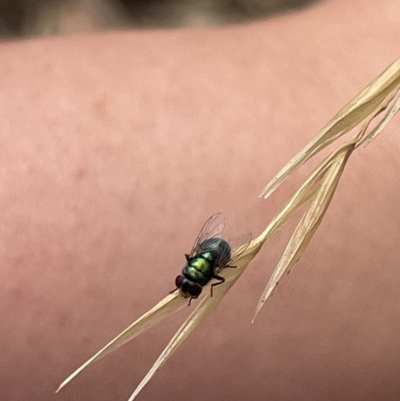 Chrysomya sp. (genus) (A green/blue blowfly) at Mulligans Flat - 27 Jan 2023 by Hejor1