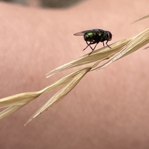 Chrysomya sp. (genus) at Forde, ACT - 27 Jan 2023