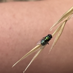 Chrysomya sp. (genus) at Forde, ACT - 27 Jan 2023