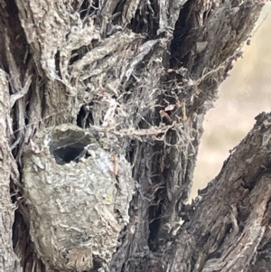 Opodiphthera (genus) at Forde, ACT - 27 Jan 2023