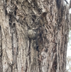 Opodiphthera (genus) at Forde, ACT - 27 Jan 2023