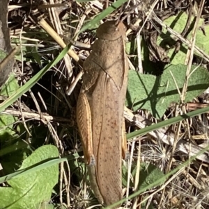 Goniaea carinata at Numeralla, NSW - suppressed