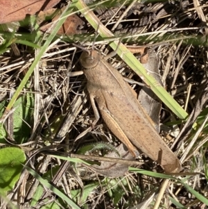 Goniaea carinata at Numeralla, NSW - suppressed