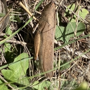 Goniaea carinata at Numeralla, NSW - suppressed