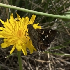 Pasma tasmanica (Two-spotted Grass-skipper) at Numeralla, NSW - 28 Jan 2023 by SteveBorkowskis