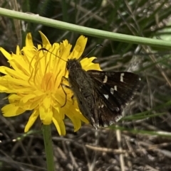 Pasma tasmanica (Two-spotted Grass-skipper) at Numeralla, NSW - 28 Jan 2023 by Steve_Bok