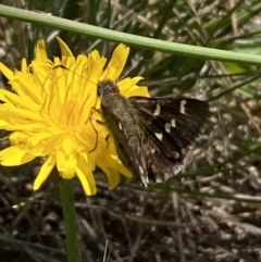 Pasma tasmanica at Numeralla, NSW - suppressed