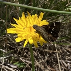 Pasma tasmanica at Numeralla, NSW - suppressed