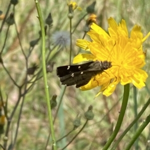 Pasma tasmanica at Numeralla, NSW - suppressed