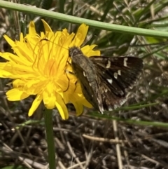 Pasma tasmanica at Numeralla, NSW - suppressed