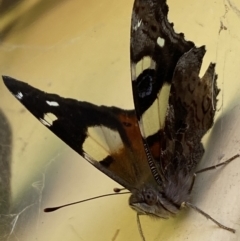 Vanessa itea (Yellow Admiral) at Numeralla, NSW - 28 Jan 2023 by SteveBorkowskis