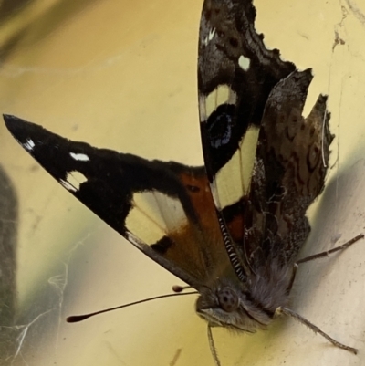 Vanessa itea (Yellow Admiral) at Numeralla, NSW - 28 Jan 2023 by SteveBorkowskis