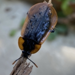 Ptomaphila lacrymosa (Carrion Beetle) at Numeralla, NSW - 28 Jan 2023 by SteveBorkowskis