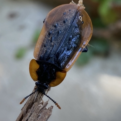 Ptomaphila lacrymosa (Carrion Beetle) at Numeralla, NSW - 28 Jan 2023 by Steve_Bok