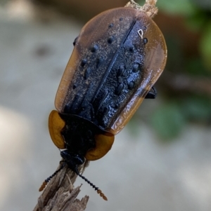 Ptomaphila lacrymosa at Numeralla, NSW - suppressed