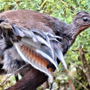 Menura novaehollandiae at Cotter River, ACT - 22 Jan 2023