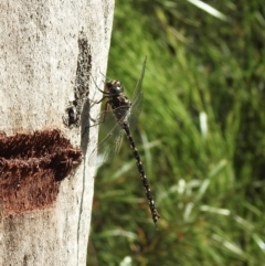 Austroaeschna obscura (Sydney Mountain Darner) at Hill Top, NSW - 24 Jan 2023 by GlossyGal