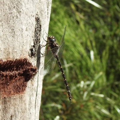 Austroaeschna obscura (Sydney Mountain Darner) at Hill Top, NSW - 24 Jan 2023 by GlossyGal