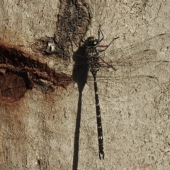 Austroaeschna obscura at Hill Top, NSW - 25 Jan 2023