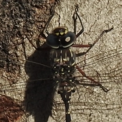 Austroaeschna obscura at Hill Top, NSW - 25 Jan 2023