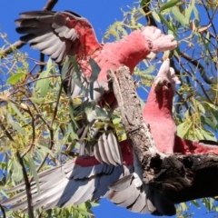 Eolophus roseicapilla (Galah) at Wodonga - 27 Jan 2023 by KylieWaldon